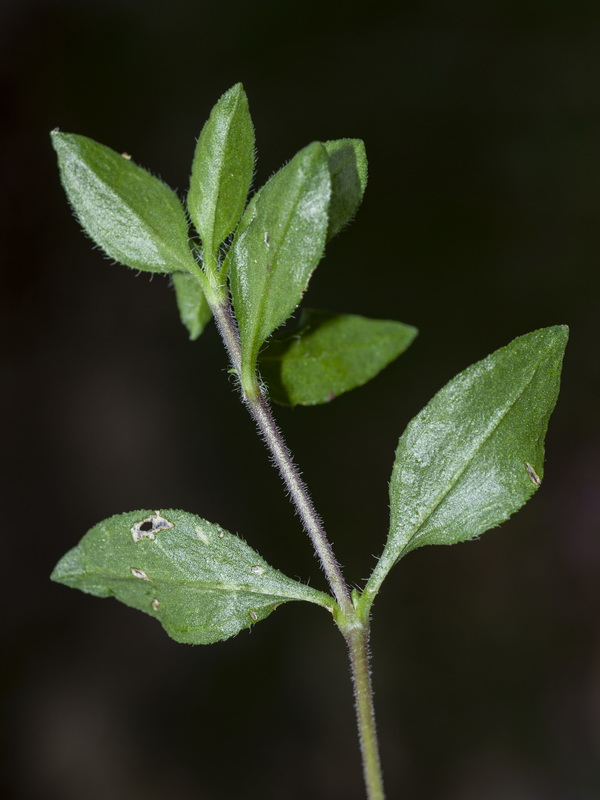 Saponaria ocymoides.18