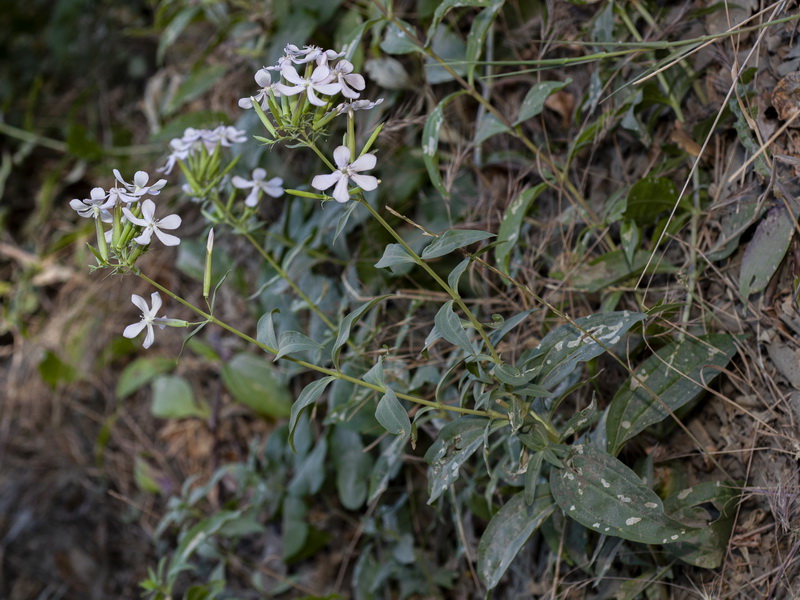 Saponaria officinalis.01