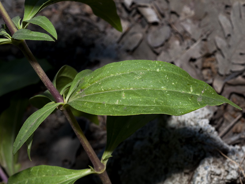 Saponaria officinalis.03