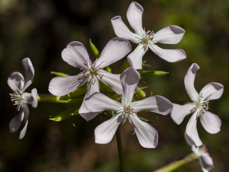 Saponaria officinalis.04