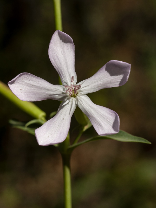 Saponaria officinalis.08