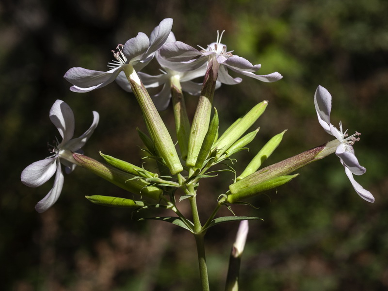 Saponaria officinalis.09