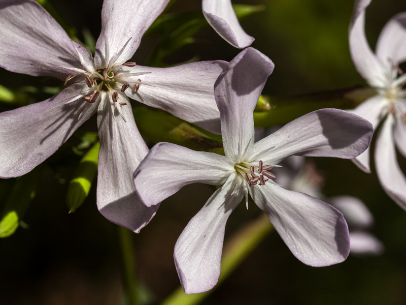 Saponaria officinalis.11