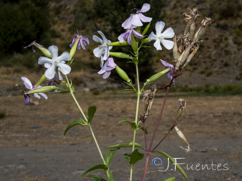 Saponaria officinalis.12