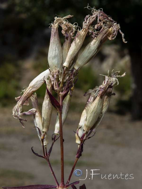 Saponaria officinalis.14