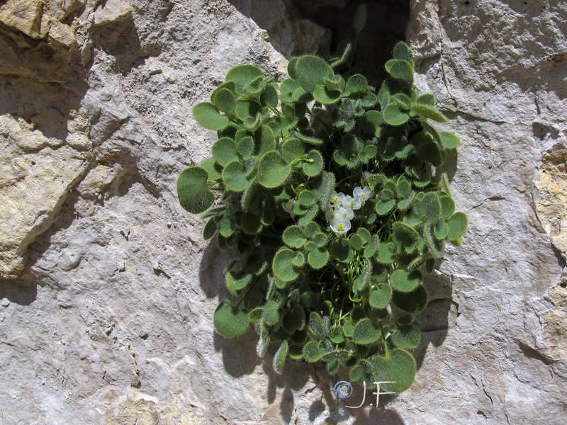 Sarcocapnos baetica ardalii.01