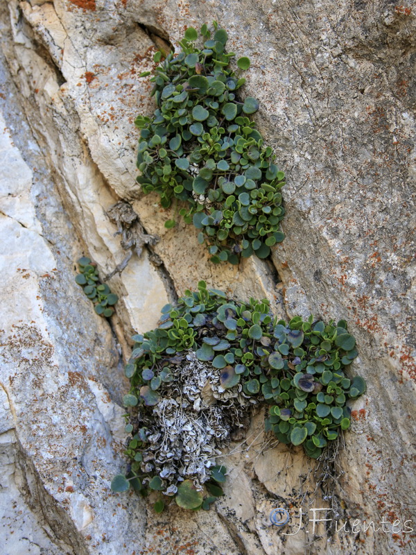 Sarcocapnos integrifolia.02