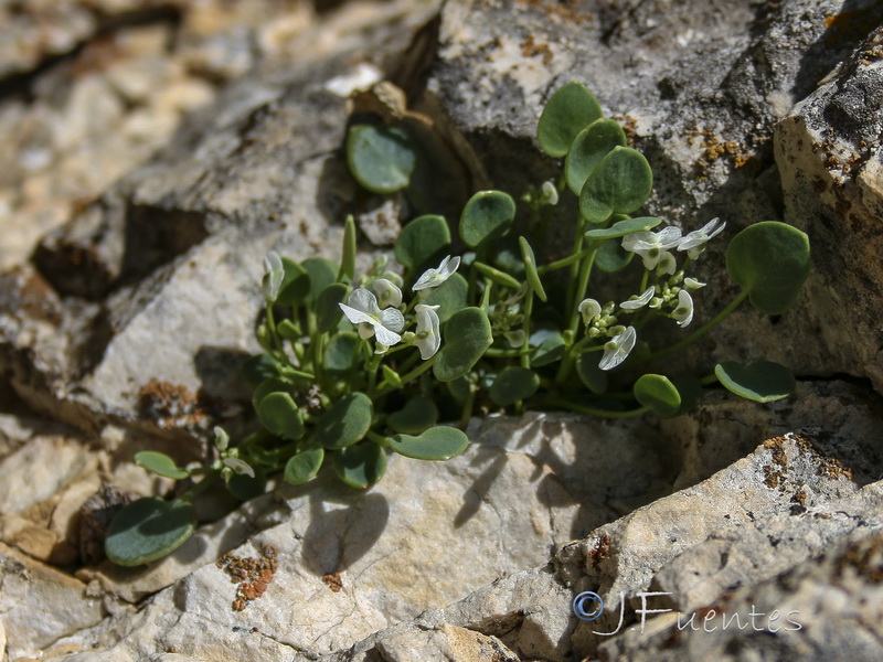 Sarcocapnos integrifolia.08
