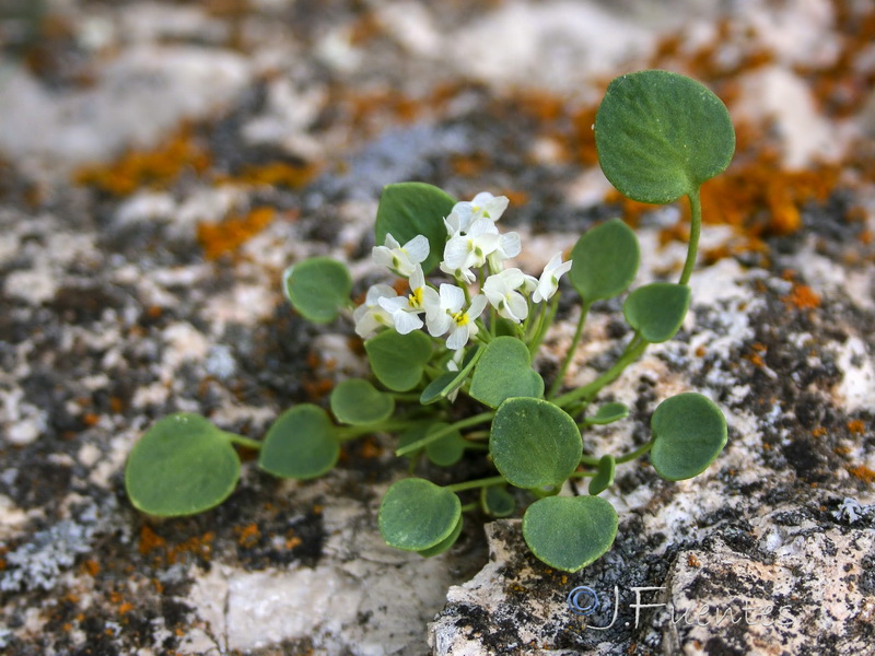 Sarcocapnos integrifolia.10