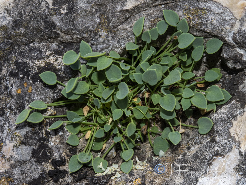 Sarcocapnos integrifolia.05