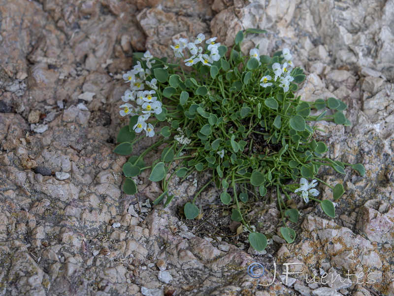 Sarcocapnos integrifolia.23