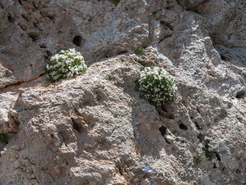 Sarcocapnos saetabensis.01