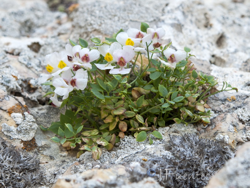 Sarcocapnos saetabensis.03