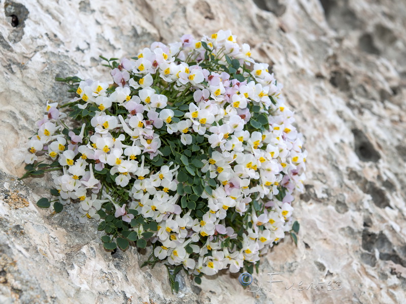 Sarcocapnos saetabensis.04