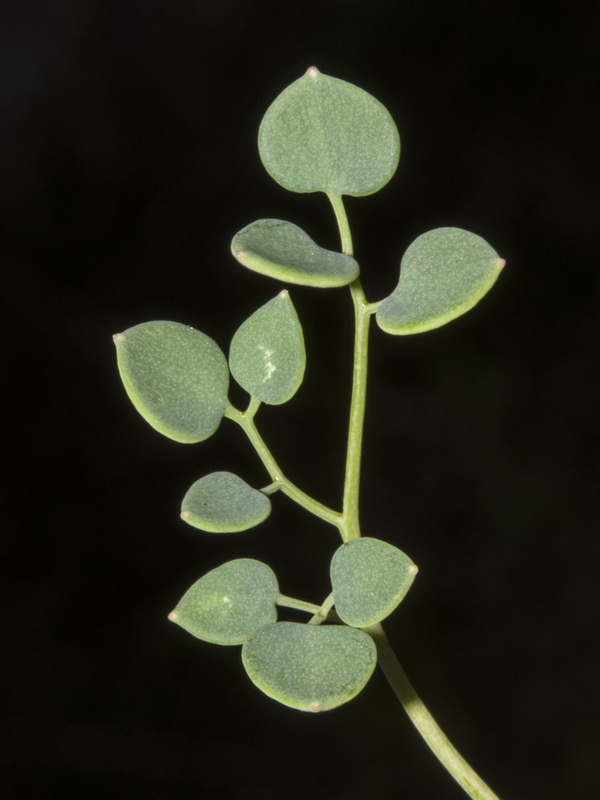 Sarcocapnos saetabensis.08