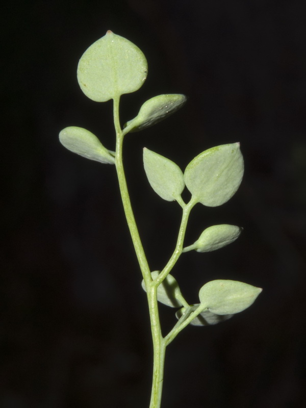 Sarcocapnos saetabensis.09