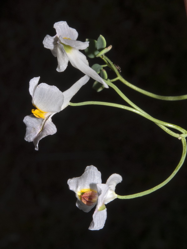Sarcocapnos saetabensis.10