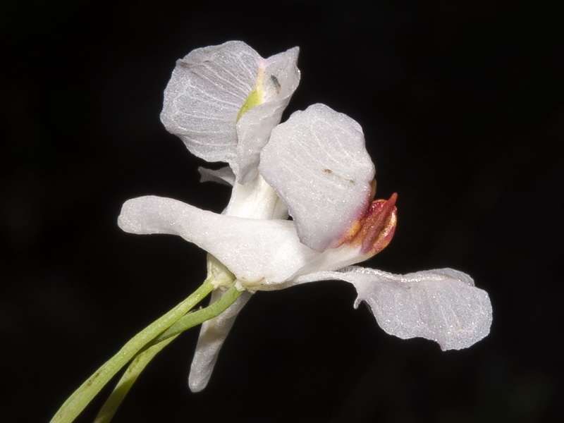 Sarcocapnos saetabensis.12