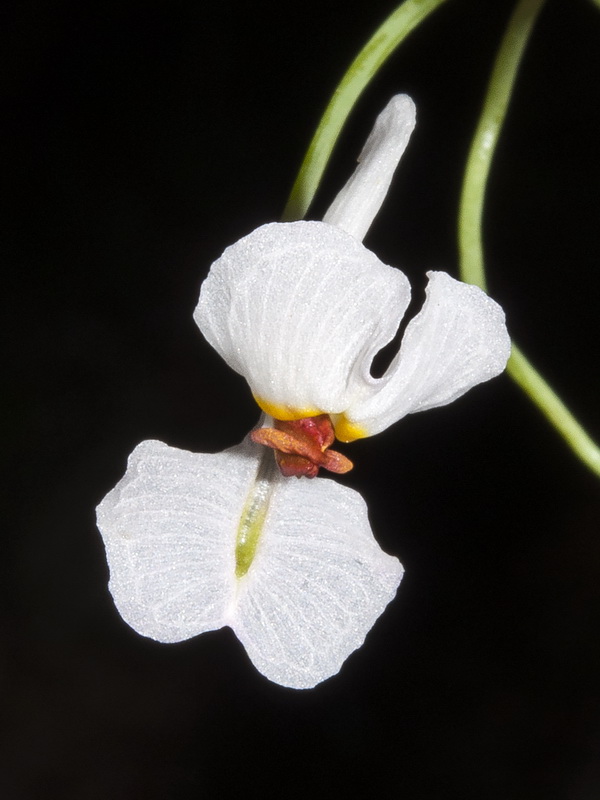 Sarcocapnos saetabensis.13