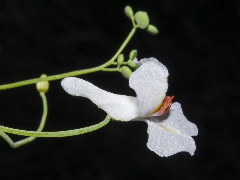Sarcocapnos saetabensis.14