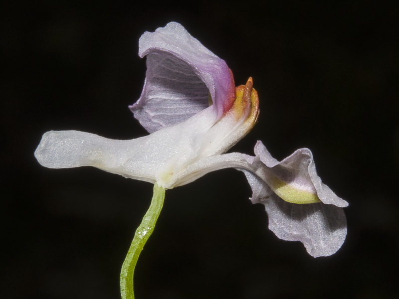 Sarcocapnos saetabensis.16