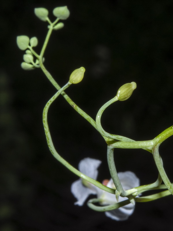 Sarcocapnos saetabensis.17