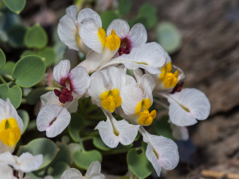 Sarcocapnos speciosa.13