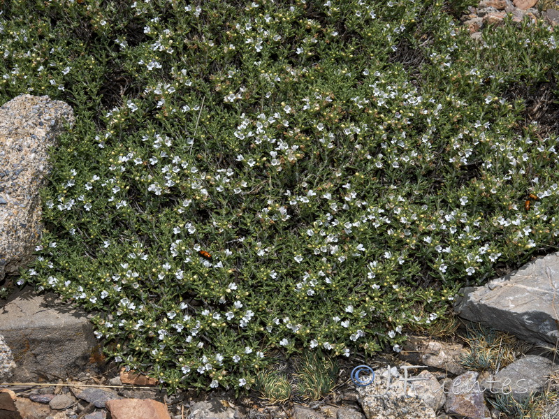 Satureja intricata.01