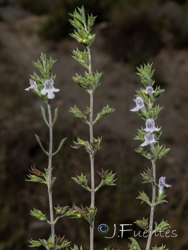 Satureja intricata.03