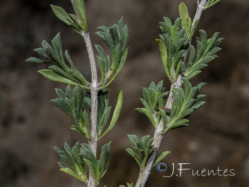 Satureja intricata.04