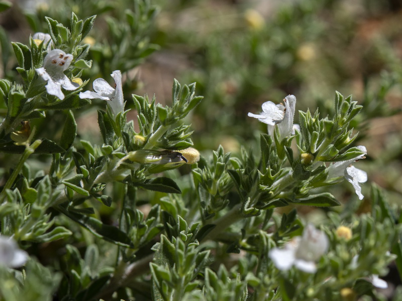 Satureja intricata.10