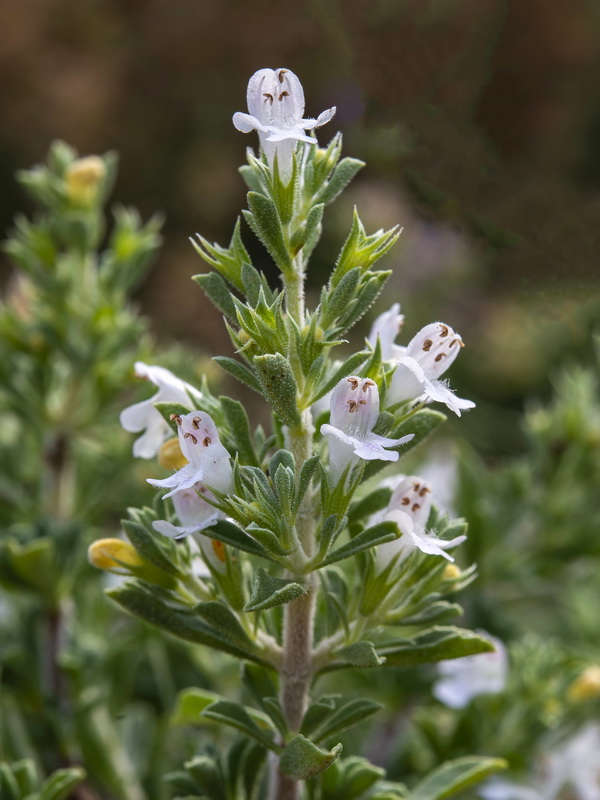 Satureja intricata.13