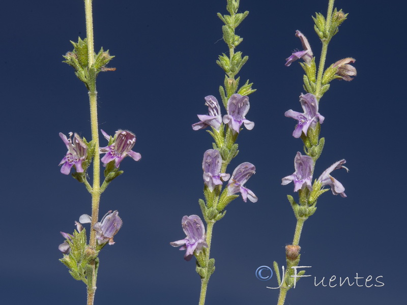 Satureja obovata canescens.18