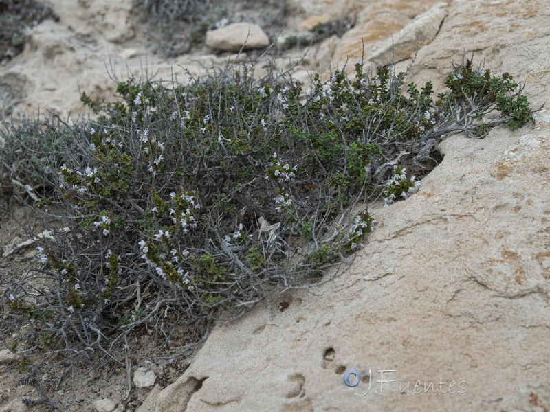 Satureja obovata canescens.19