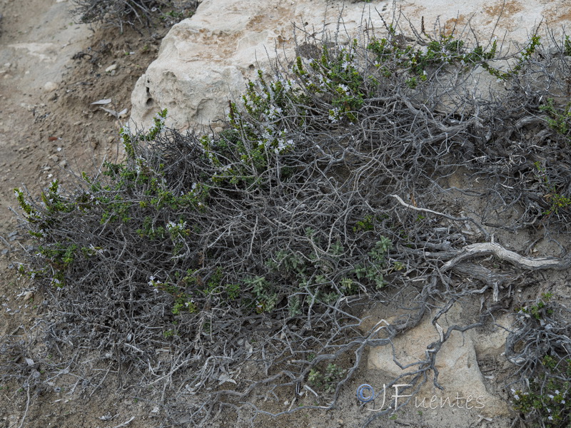 Satureja obovata canescens.20