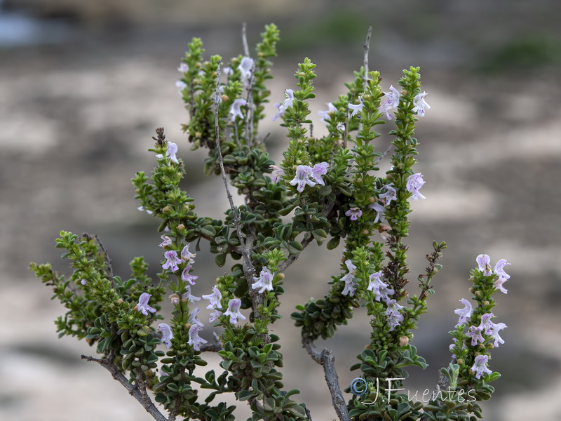 Satureja obovata canescens.21