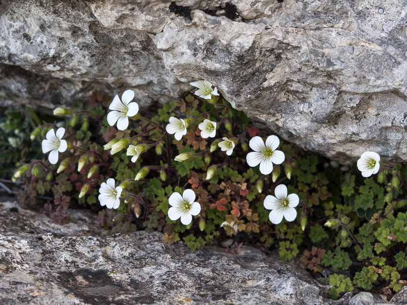 Saxifraga biternata.01