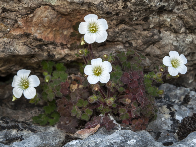 Saxifraga biternata.02
