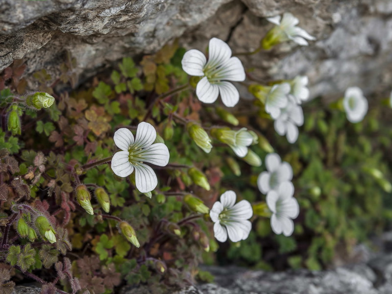 Saxifraga biternata.05