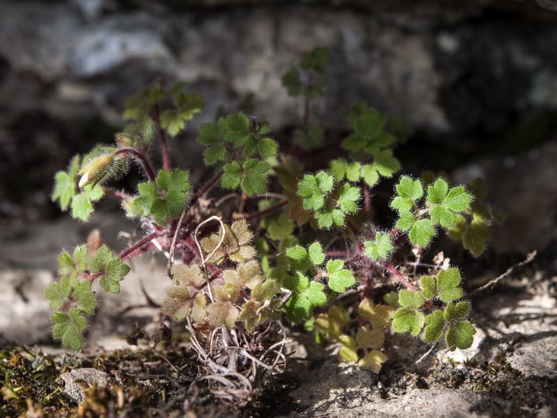 Saxifraga biternata.07