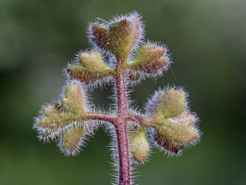 Saxifraga biternata.10