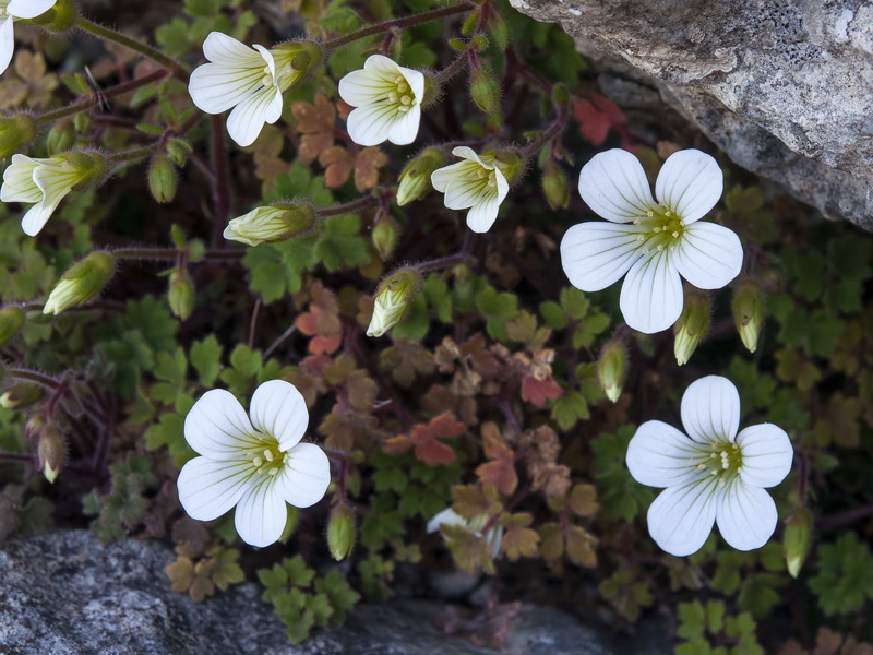 Saxifraga biternata.11