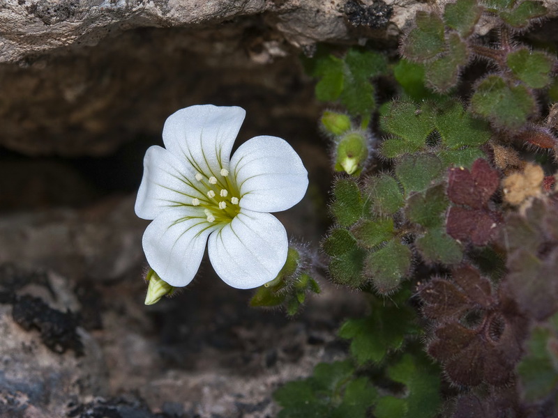 Saxifraga biternata.13