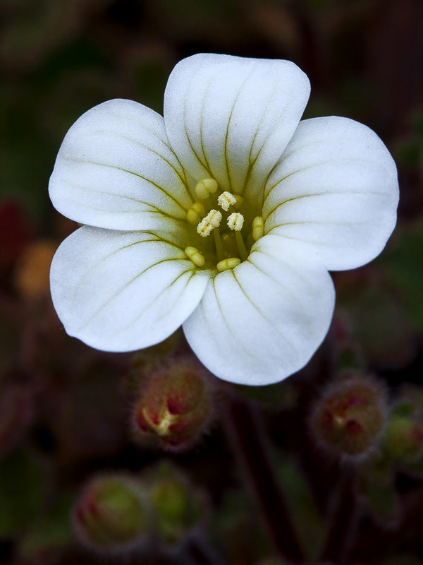 Saxifraga biternata.14