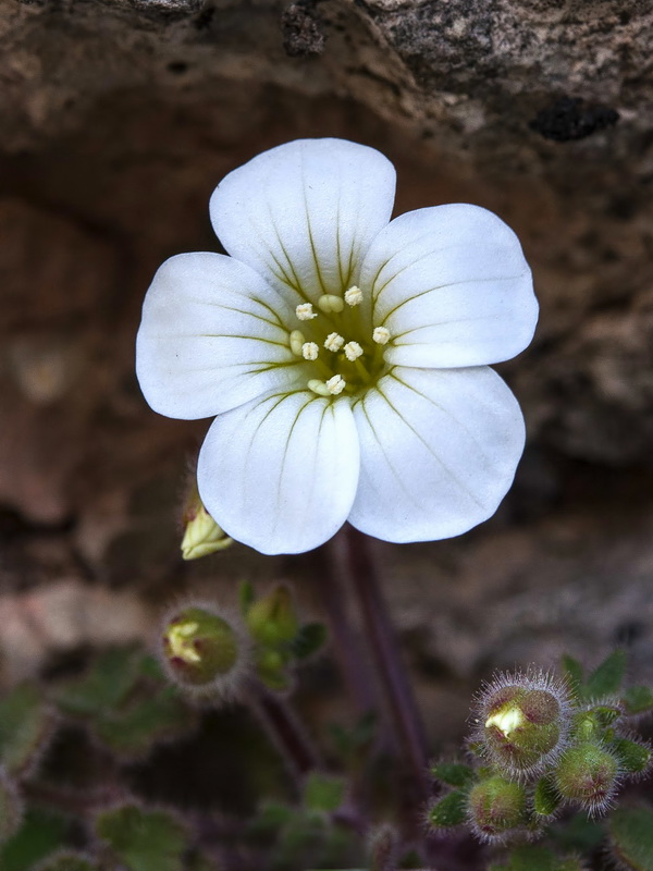 Saxifraga biternata.15