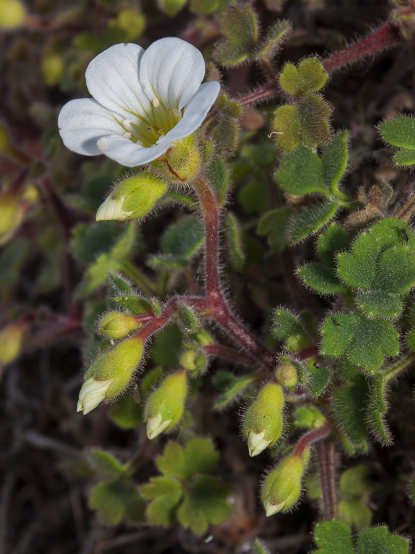 Saxifraga biternata.19