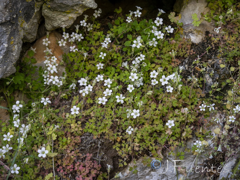 Saxifraga biternata.23