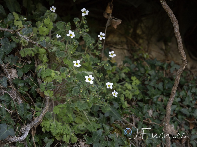 Saxifraga bourgeana.01