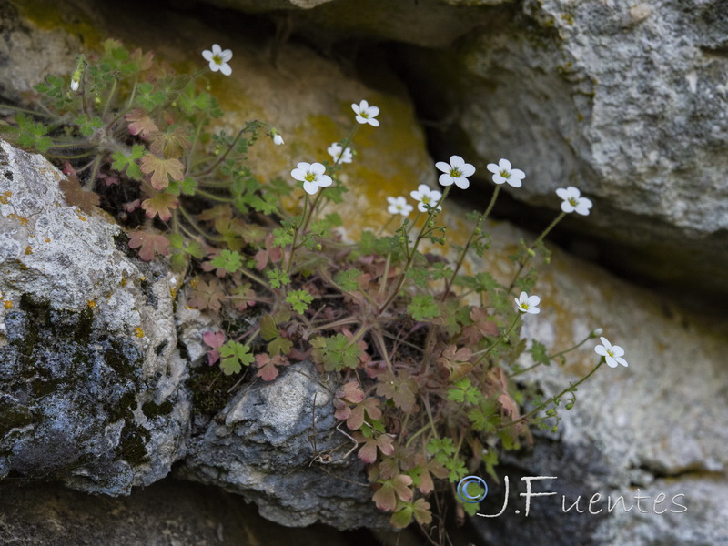 Saxifraga bourgeana.02