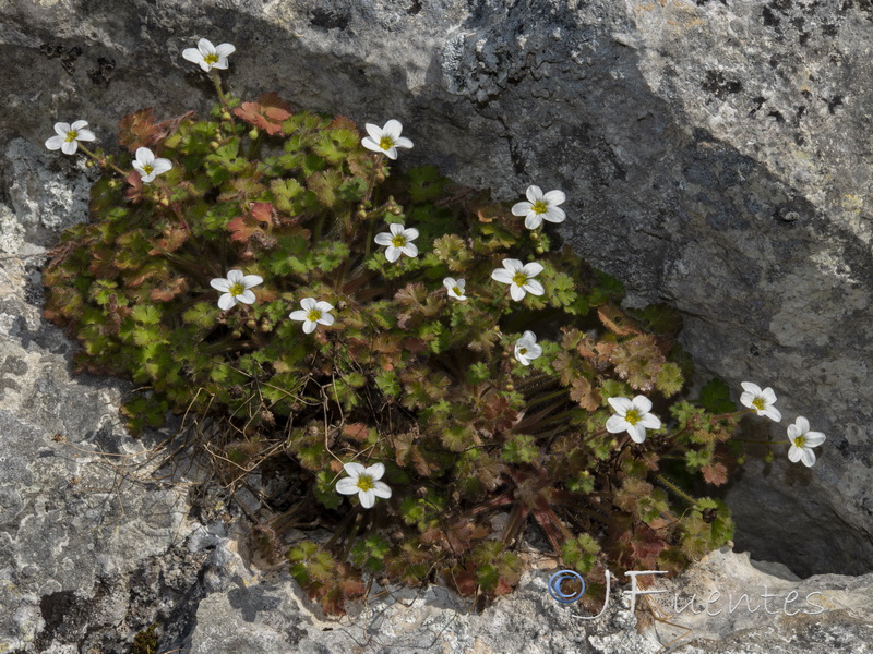 Saxifraga bourgeana.03